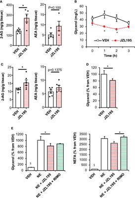 Endocannabinoids Produced by White Adipose Tissue Modulate Lipolysis in Lean but Not in Obese Rodent and Human